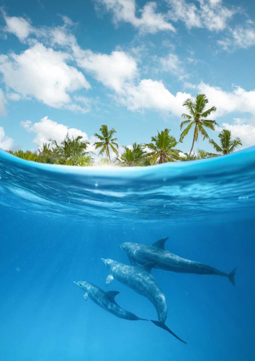 Sunset tour / dolphin watching